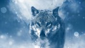 wild_wolf_4k-2048x1536.jpg