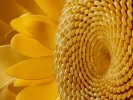 1755517885836.webp