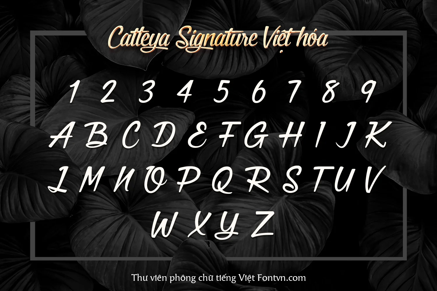 catteya-chu.webp