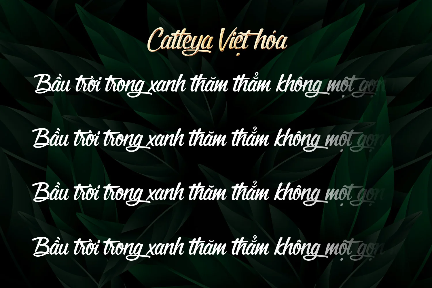 cate.webp