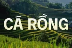 carong 11.webp